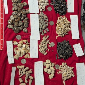 May include: A collection of various fossils, including ammonites, shark teeth, and gastropods, arranged on a red cloth. The fossils are of different sizes and colors, with handwritten labels indicating their type and age in millions of years.