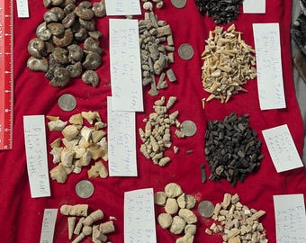 May include: A collection of various fossils, including ammonites, shark teeth, and gastropods, arranged on a red cloth. The fossils are of different sizes and colors, with handwritten labels indicating their type and age in millions of years.