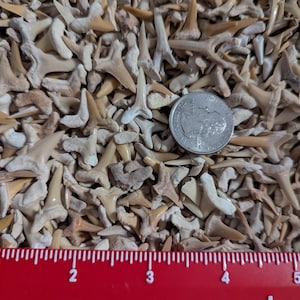 May include: A large collection of small, fossilized shark teeth in shades of tan, beige, and off-white. A silver United States quarter coin is placed among the teeth for scale, and a red ruler measuring in inches is positioned at the bottom edge.