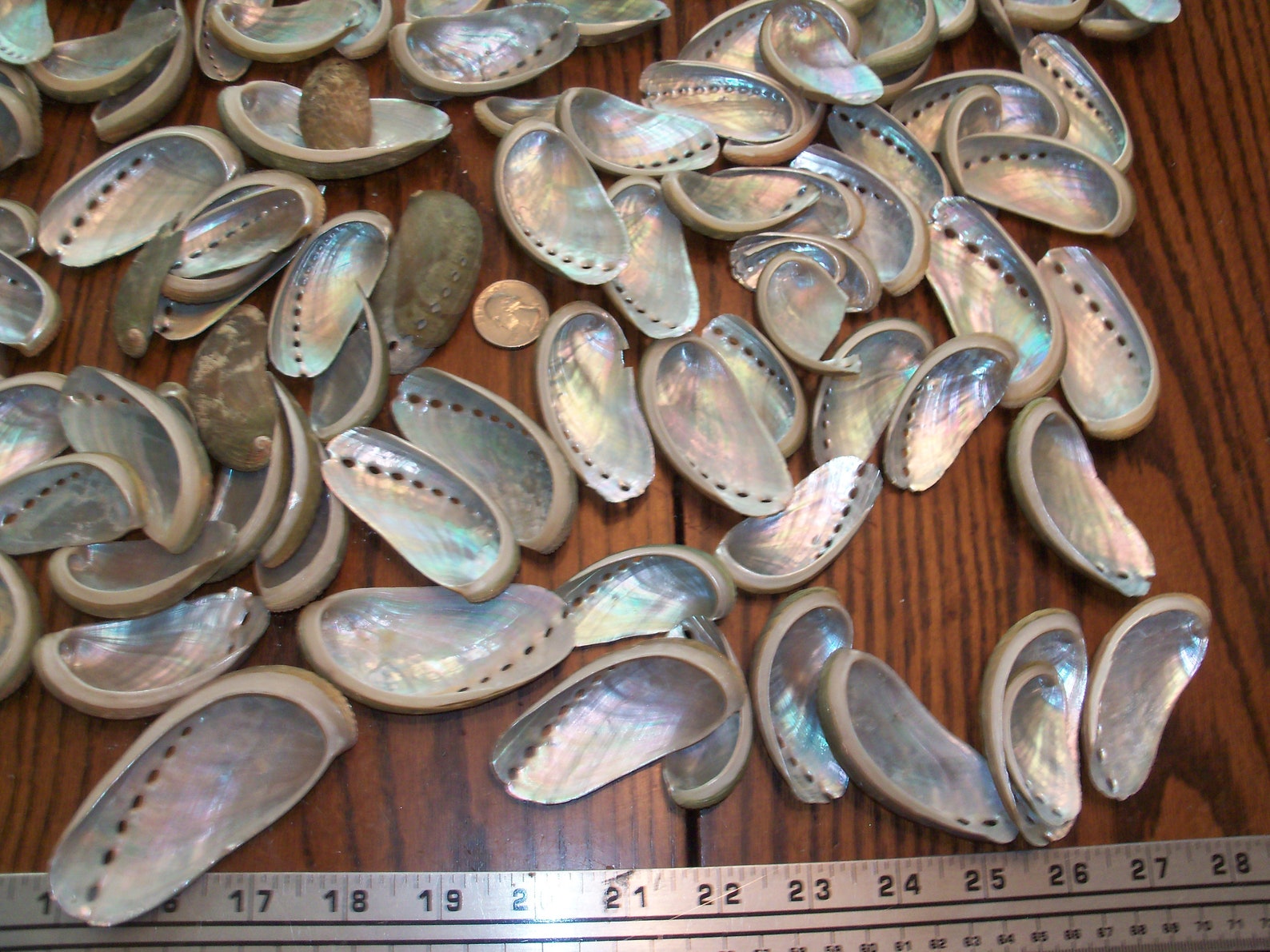 1/4 pound lbs Abalone shells per lot. 2 to 3 inch size. Etsy