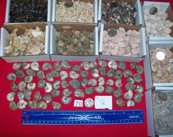 100 fossils per lot. Large ammonite, shark teeth, dino tooth, croinoid stem, small ammonite, gastropod, stingray, sea snail