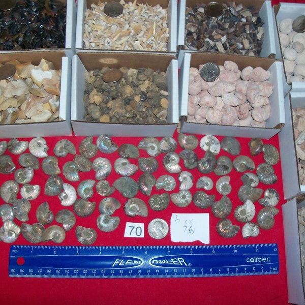 100 fossils per lot. Large ammonite, shark teeth, dino tooth, croinoid stem, small ammonite, gastropod, stingray, sea snail