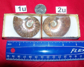 Fossil ammonite polished in cotton filled box. Pick your choice before it is gone.