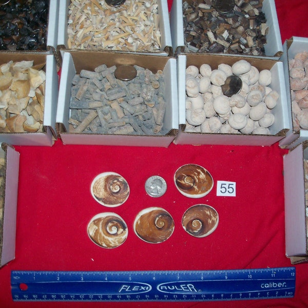 100 fossils per lot. Seashell, shark teeth, dino tooth, croinoid stem, small ammonite, gastropod, stingray, sea snail