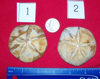 Fossil Sea Urchin Polished Large  of your choice