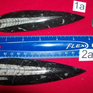 Giant Orthoceras fossil polished. Pick your choice.
