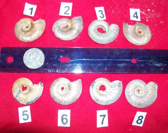 1 large pyrite fossil ammonite with hole to make a necklace jewely. Pick your choice