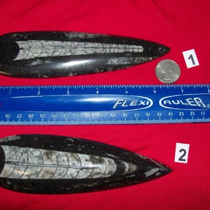 Giant Orthoceras fossil polished. Pick your choice.