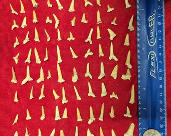 100 fossil shark teeth per lot