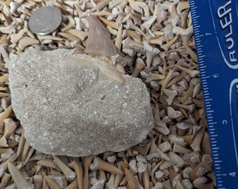 Large Otodus fossil shark tooth in matrix of your choice and 100 fossil shark teeth per lot