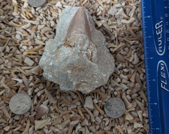 Large Otodus fossil shark tooth in matrix of your choice and 100 fossil shark teeth per lot