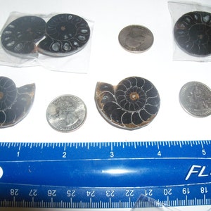 May include: A collection of black ammonite fossils of varying sizes. The fossils are displayed on a white surface with a ruler for scale. The ruler is marked in inches.
