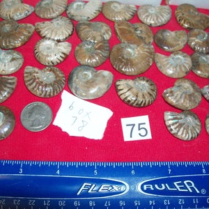 100 fossils per lot. Large ammonite, shark teeth, dino tooth, croinoid stem, small ammonite, gastropod, stingray, sea snail image 3