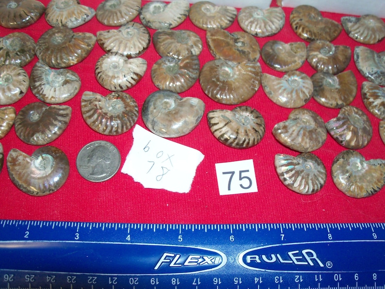100 fossils per lot. Large ammonite, shark teeth, dino tooth, croinoid stem, small ammonite, gastropod, stingray, sea snail image 3