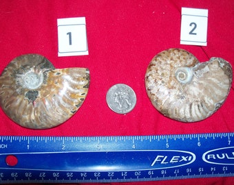1 large fossil ammonite polished per lot. Pick your choice before it is gone.
