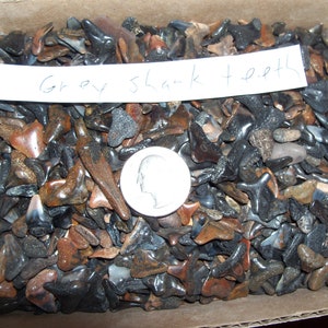 100 fossil shark teeth per lot