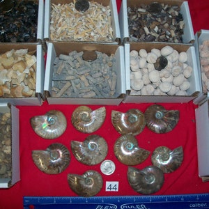 100 fossils per lot. Large ammonite, shark teeth, dino tooth, croinoid stem, small ammonite, gastropod, stingray, sea snail