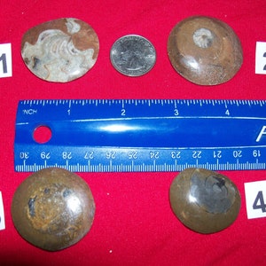 May include: Four fossilized ammonites of varying sizes and colors. The ammonites are arranged in a row with numbers 1, 2, 3, and 4 written on white paper squares next to them. A ruler is placed below the ammonites, with the numbers 17 through 30 visible.