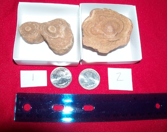 May include: Two brown, round, fossilized stones with a swirling pattern, displayed in white boxes with a ruler and two US quarters for scale. The boxes are labeled "1" and "2".