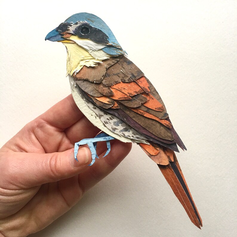 Framed Paper Tiger Shrike/original Hand Cut Paper Bird Art Etsy