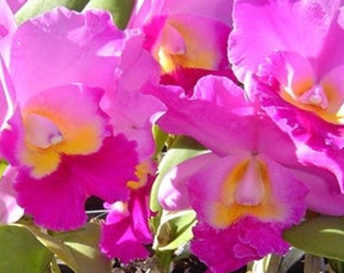 Pot. Hawaiian Charisma hawaii Etsy