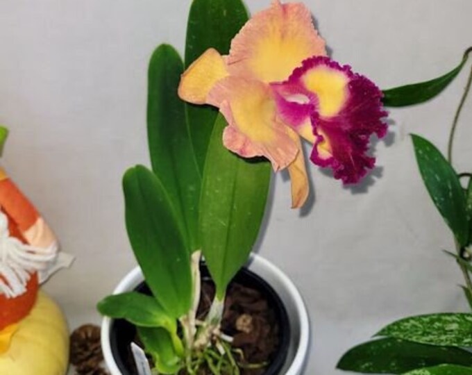 Rlc. Bangkok Sunlight rlc. Liu's Joyance X Rlc. Kuan-miao Chen - Etsy
