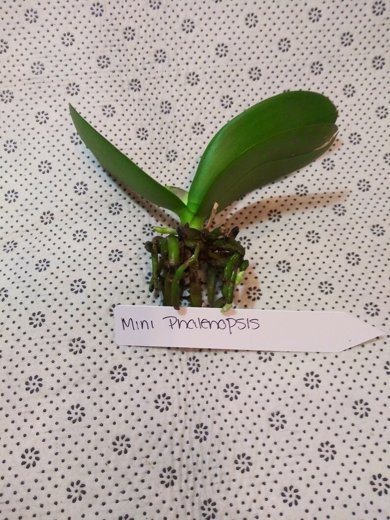 Live Mini phalaenopsis orchid