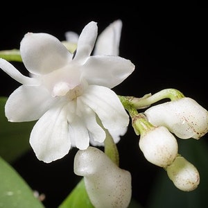 6 Spikes - Dendrobium aberrans