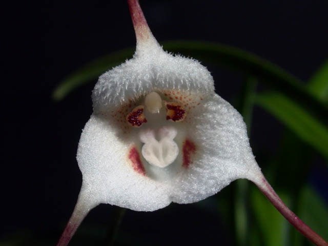 Dracula lotax Orquídea cara de mono - Etsy España