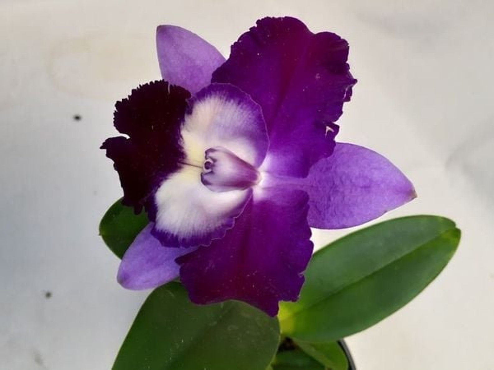 C. Mari's Love 'Taka' Etsy