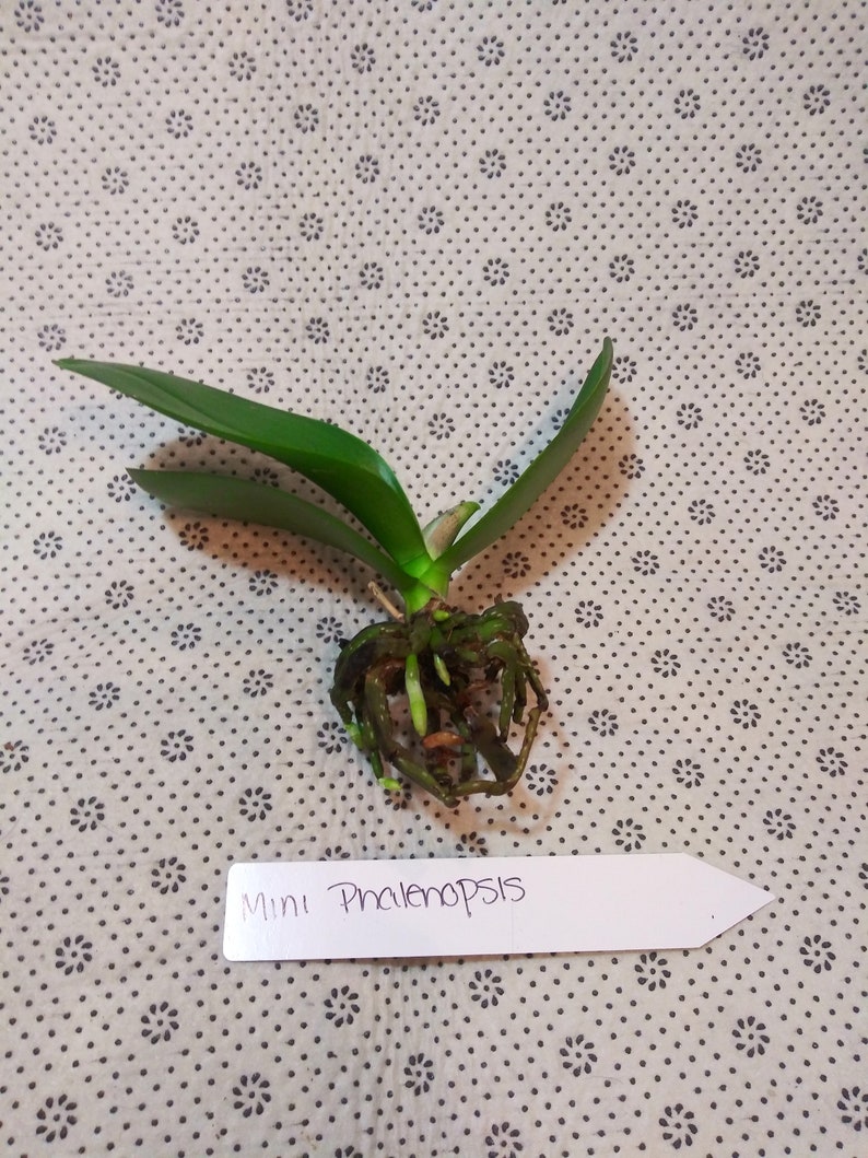 Live Mini phalaenopsis orchid