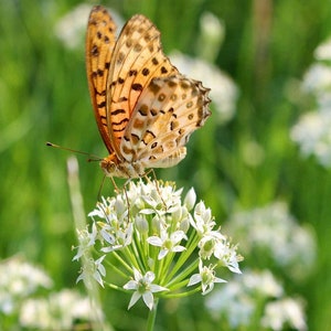 20 cebollinos de ajo orgánicos vivos con raíces - perennes, regresan todos los años imagen 2