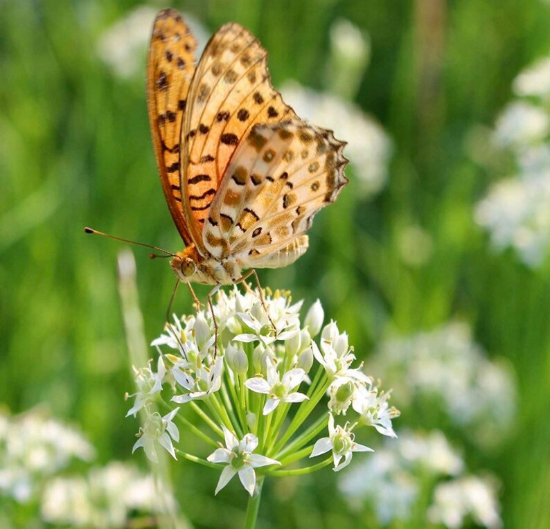 20 cebollinos de ajo orgánicos vivos con raíces - perennes, regresan todos los años imagen 2