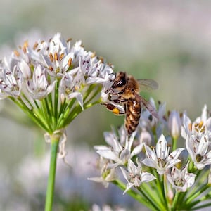 20 cebollinos de ajo orgánicos vivos con raíces - perennes, regresan todos los años imagen 1