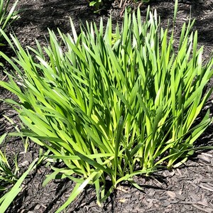 20 cebollinos de ajo orgánicos vivos con raíces - perennes, regresan todos los años imagen 6