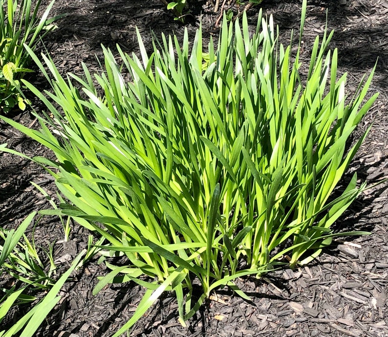 20 cebollinos de ajo orgánicos vivos con raíces - perennes, regresan todos los años imagen 6