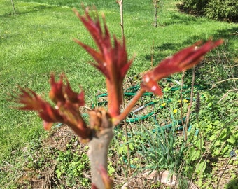 Toona Sinensis china orgánica viva 红油香椿树, de 2 a 3 años.