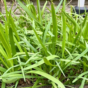 20 cebollinos de ajo orgánicos vivos con raíces - perennes, regresan todos los años imagen 5