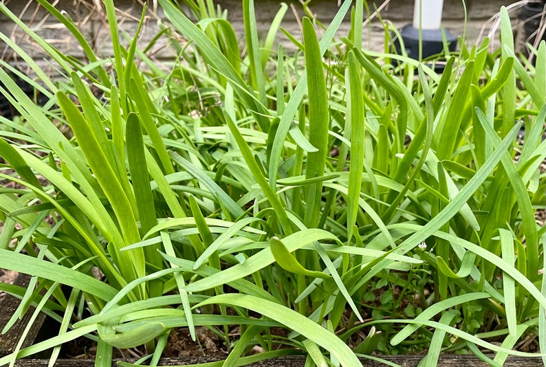 20 cebollinos de ajo orgánicos vivos con raíces - perennes, regresan todos los años imagen 5