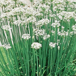 20 cebollinos de ajo orgánicos vivos con raíces - perennes, regresan todos los años imagen 3