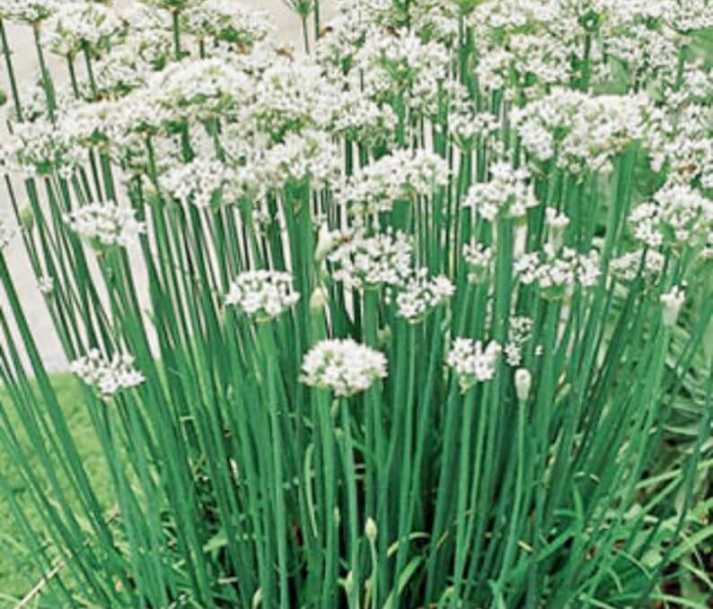 20 cebollinos de ajo orgánicos vivos con raíces - perennes, regresan todos los años imagen 3