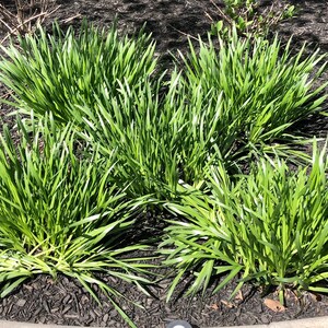 20 cebollinos de ajo orgánicos vivos con raíces - perennes, regresan todos los años imagen 4