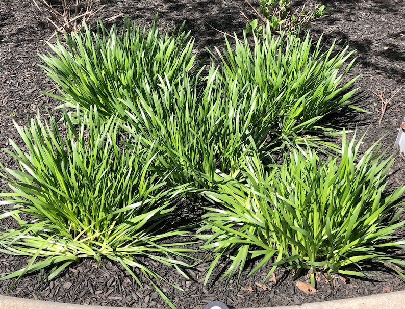 20 cebollinos de ajo orgánicos vivos con raíces - perennes, regresan todos los años imagen 4