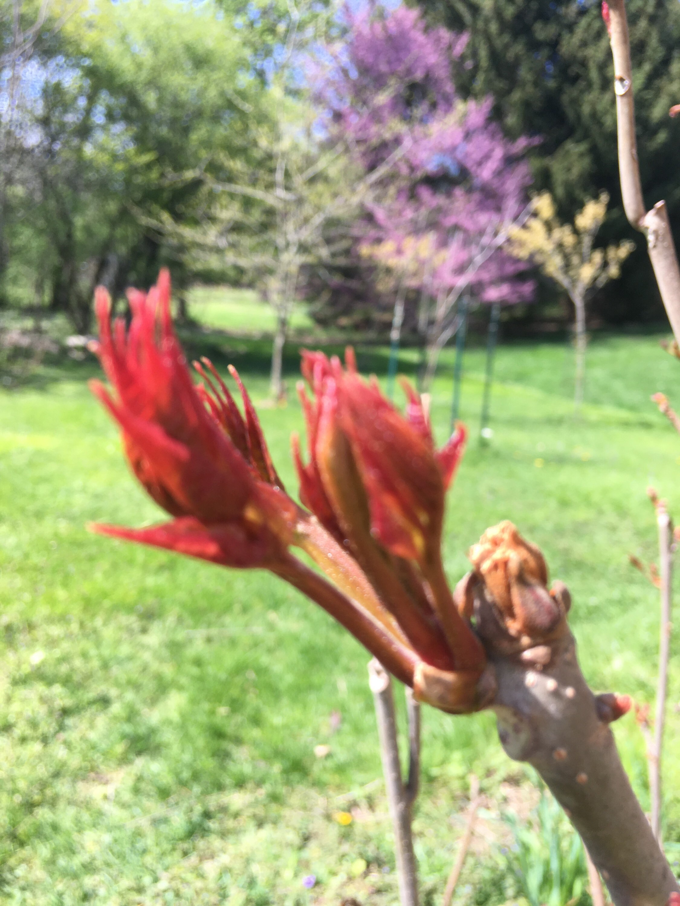 Live Organic Chinese Toona Sinensis 红油香椿树 2 3 Years Old Etsy