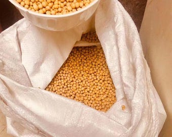 Soja recién cosechada, de fácil germinación