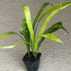 Aspidistra Yingjiangensis 'singapore Sling' Cast Iron Plant!!rare!!! - Etsy