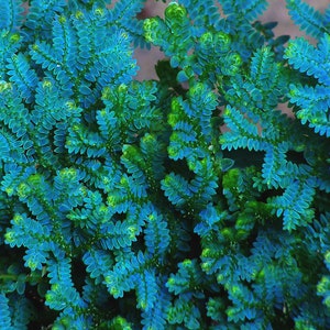 Peacock Fern (Selaginella uncinata), Rainbow Fern