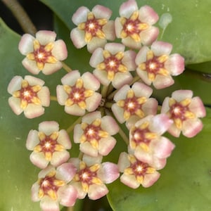 May include: Close-up of a cluster of small, star-shaped flowers. The petals are a soft pink, fading to white, with a yellow and red center. The flowers are set against a backdrop of green leaves, creating a natural, floral theme.