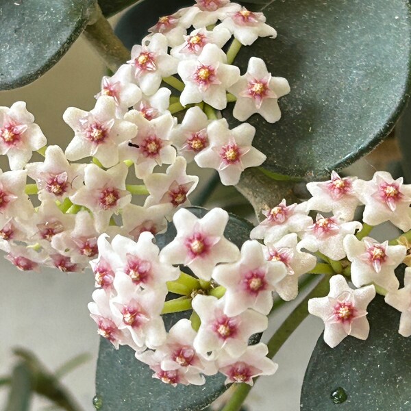 Hoya Nummularioides 2 plants in a pot