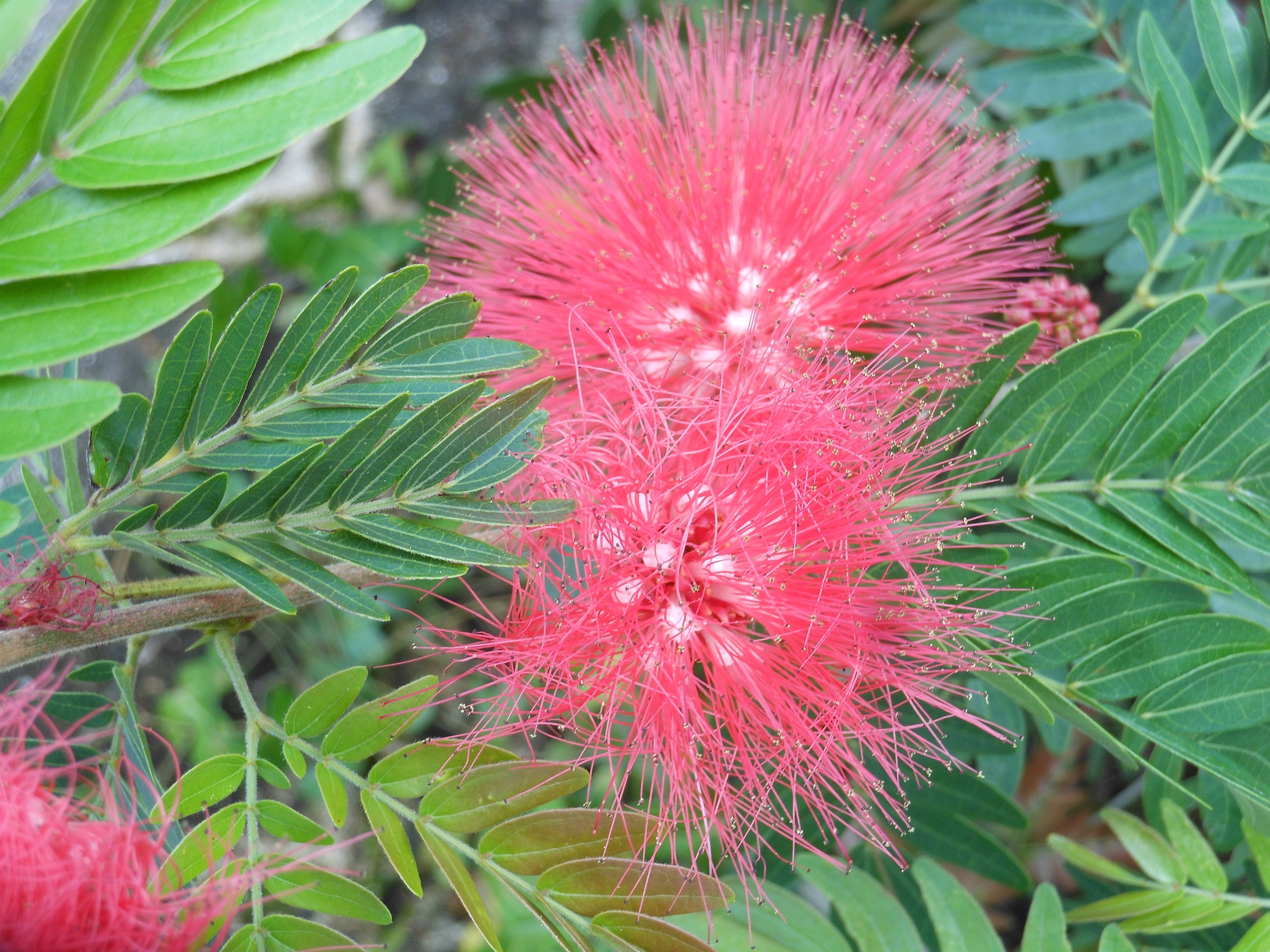Calliandra Eriophylla